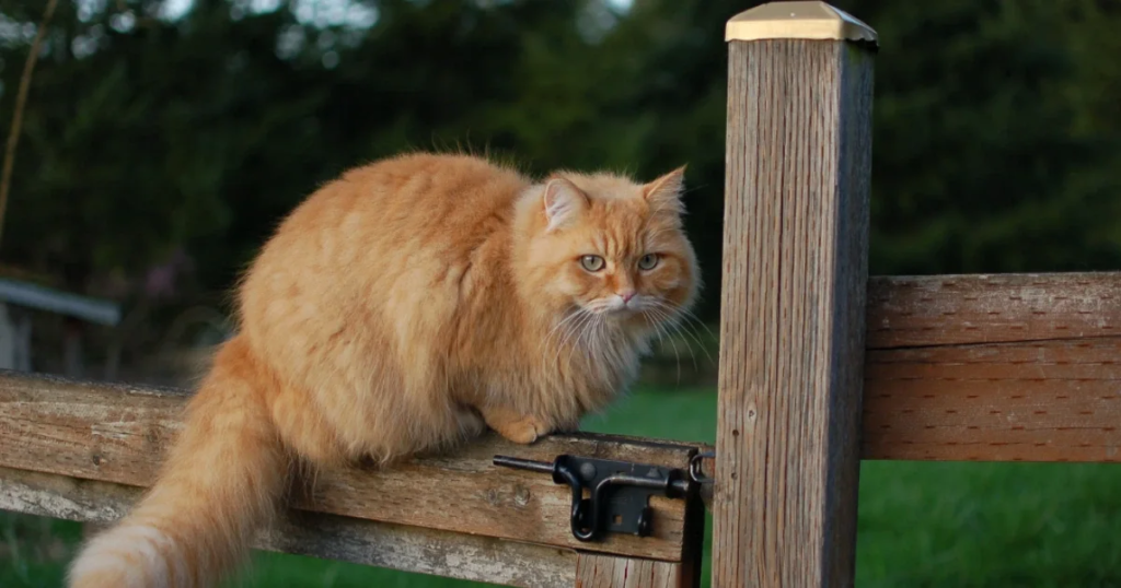 comment éloigner les chats des voisins