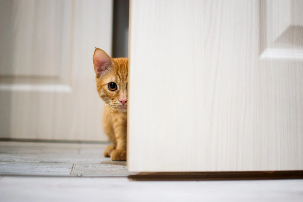 comment faire fuir chat