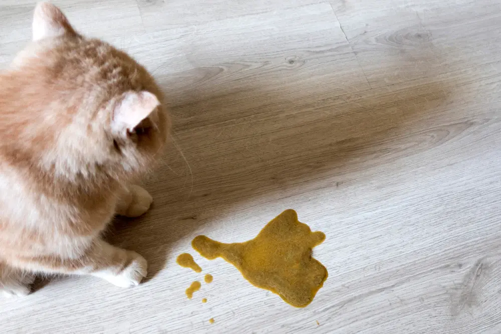 comment faire vomir un chat