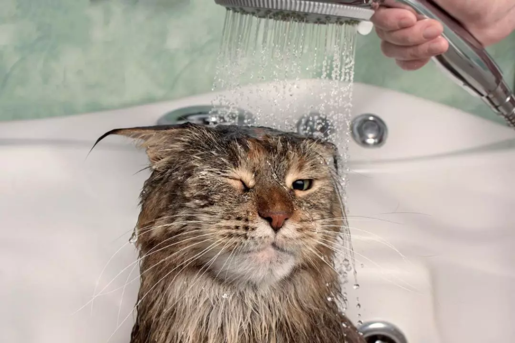 comment laver un chat ?