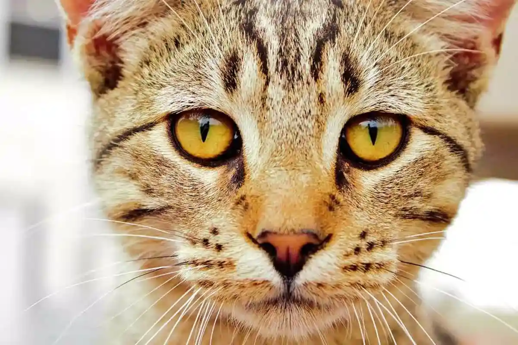 comment voit un chat