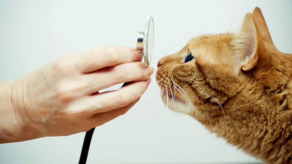 eliminer vers de chat