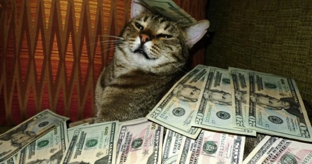 faire economie avec un chat