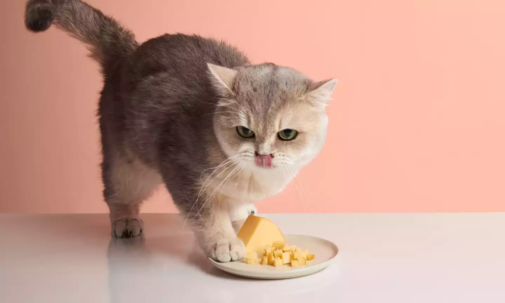 fromage et chat