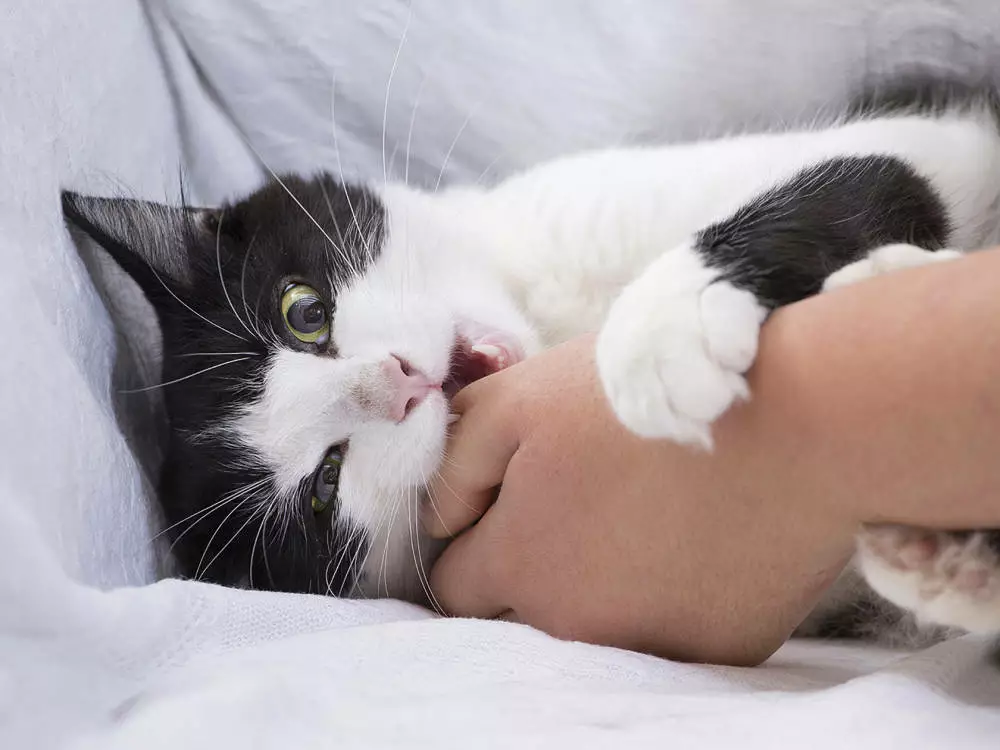 morsure de chat
