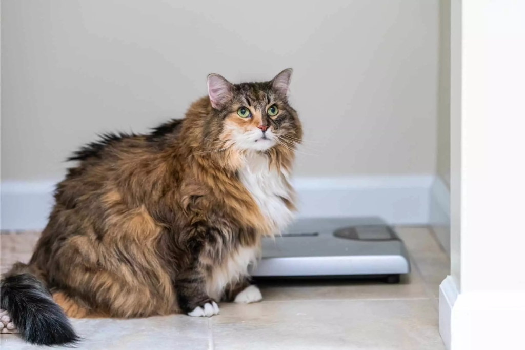 poids idéal chat