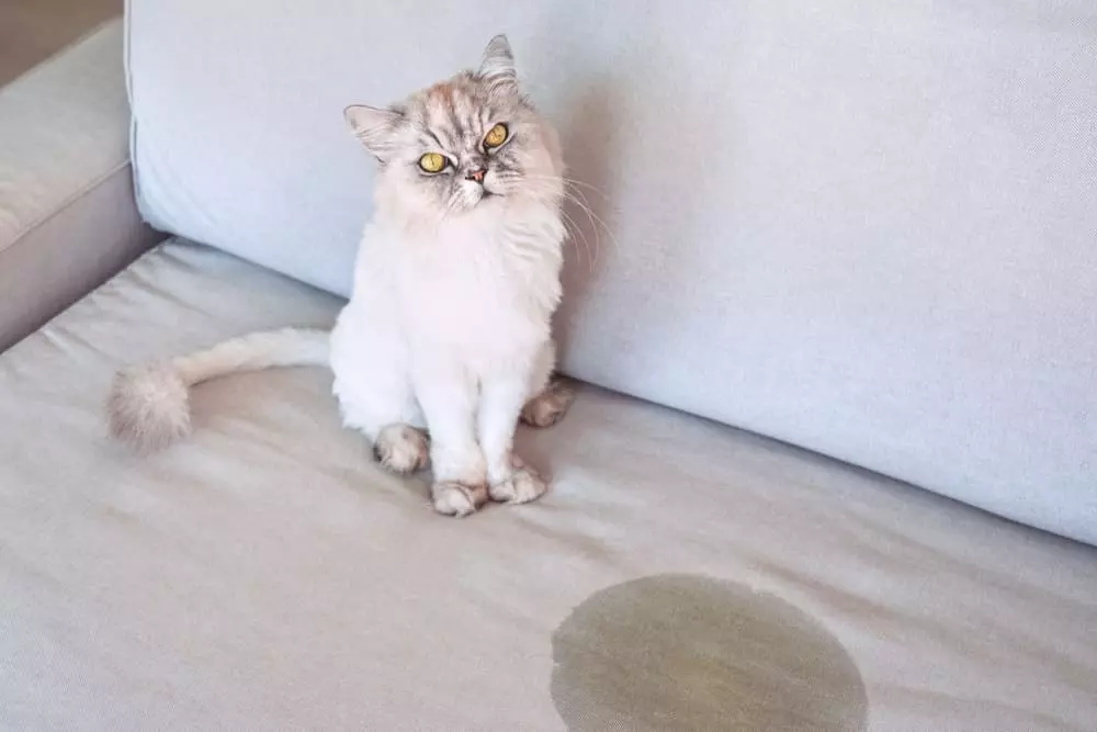 pourquoi chat fait pipi