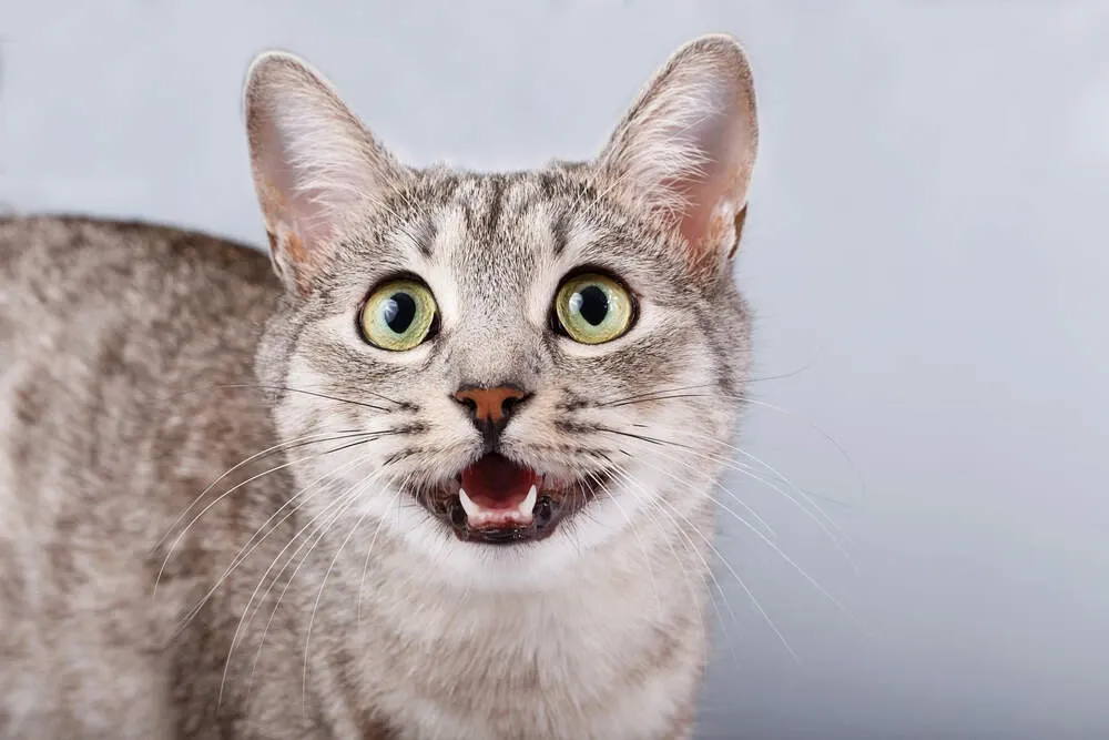 pourquoi mon chat miaule tout le temps