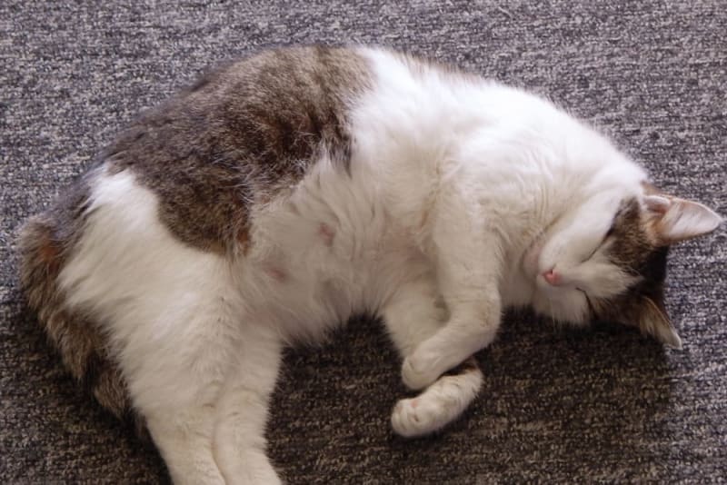 quel intervalle entre deux portées chat