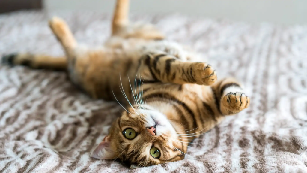 ronronnement du chat