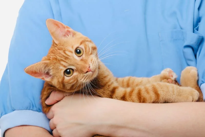 Alimentation pour un Chat Malade du Foie