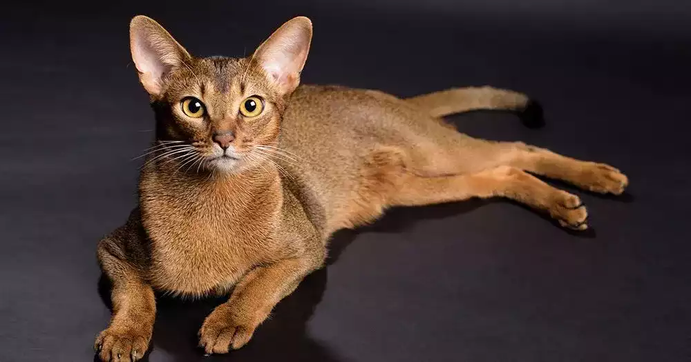 Chat Abyssin - Un Mystique Félin aux Allures de Puma