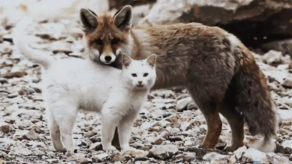 Chat-contre-Renard