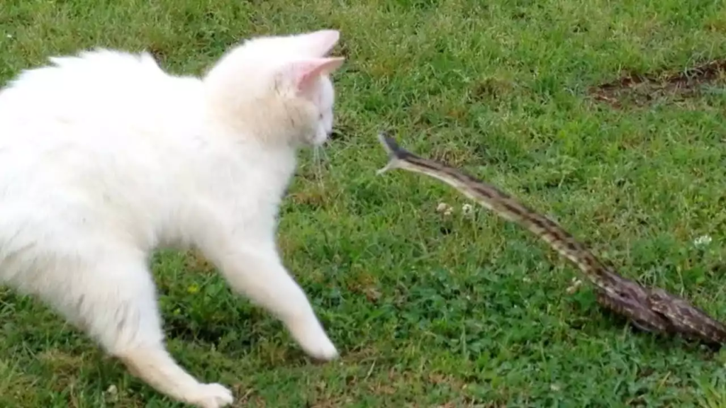 Chat contre Serpent biologie confrontation et précautions-min