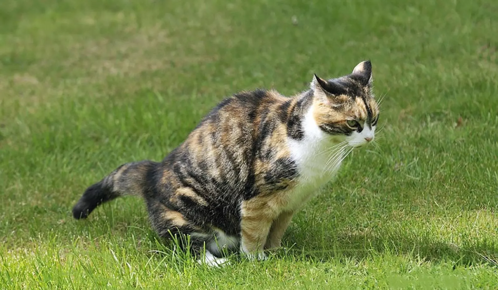 Combien de fois un chat fait pipi par jour