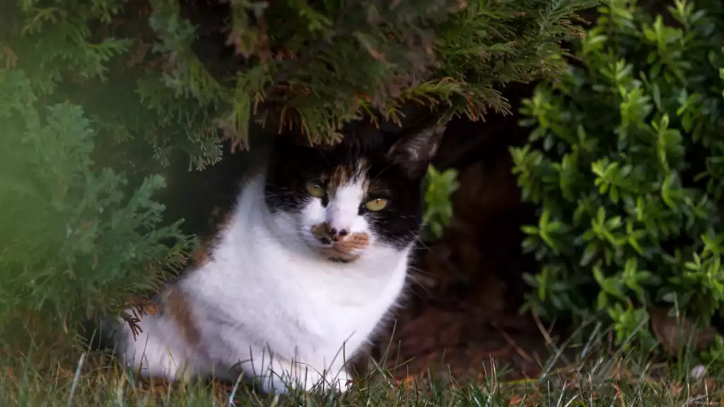 Combien-de-temps-un-chat-peut-il-fuguer