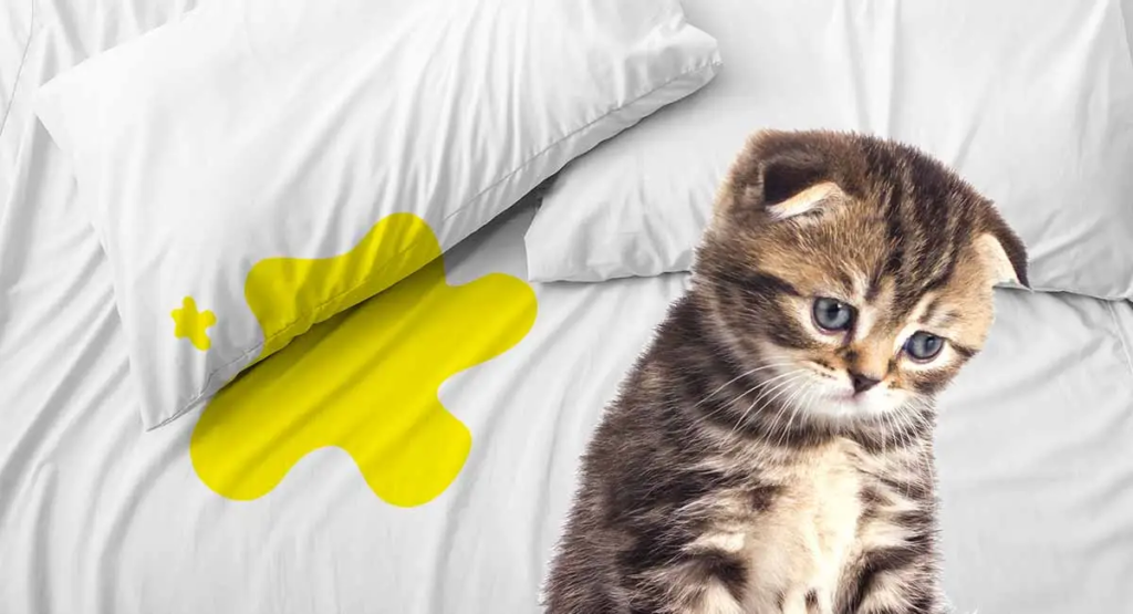Combien-de-temps-un-chat-peut-il-rester-sans-uriner