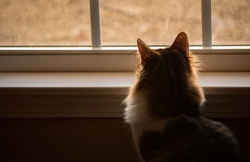 Combien de temps un chat peut-il rester seul