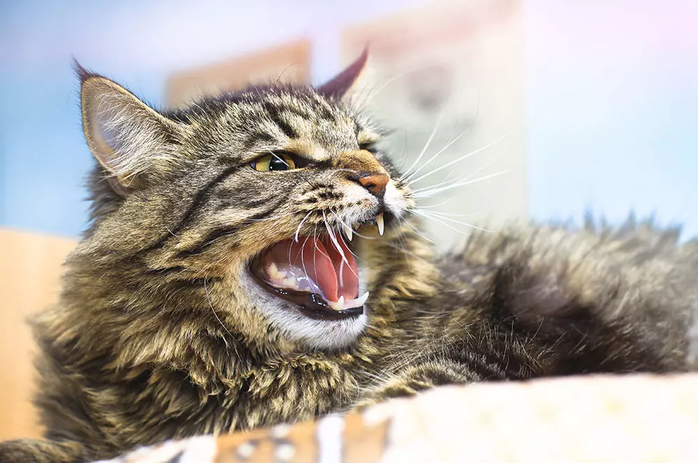 Comment Gérer l Agressivité d un Chat ?