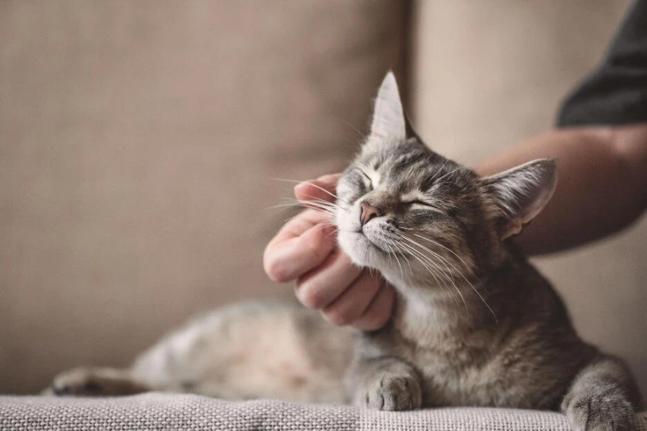 Comment-Savoir-si-mon-Chat-a-des-Puces
