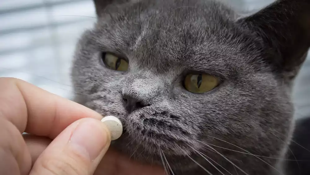 Comment Vermifuger un Chat