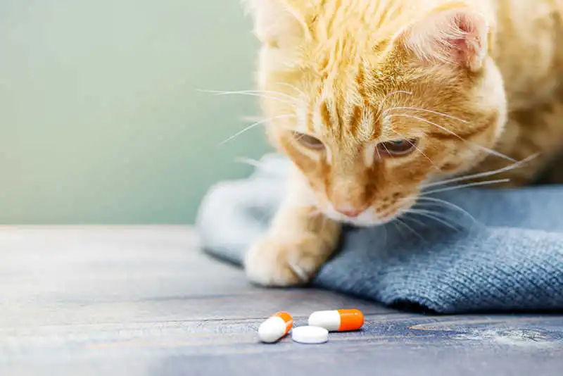 Comment-donner-un-Médicament-à-un-chat