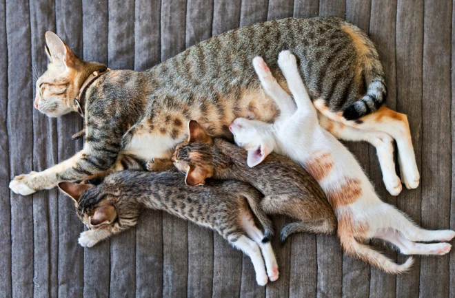 Comment-savoir-si-mon-chat-est-enceinte