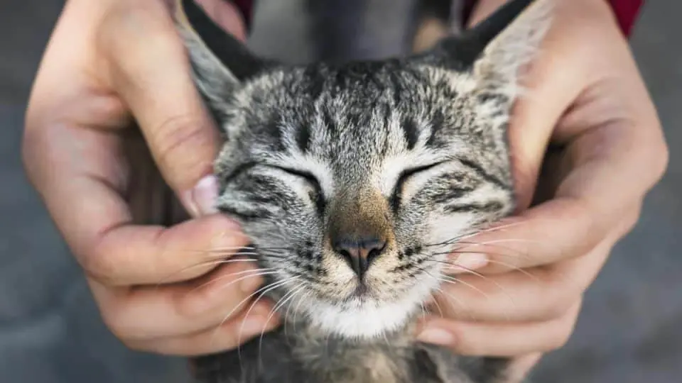 Comment-savoir-si-mon-chat-est-heureux