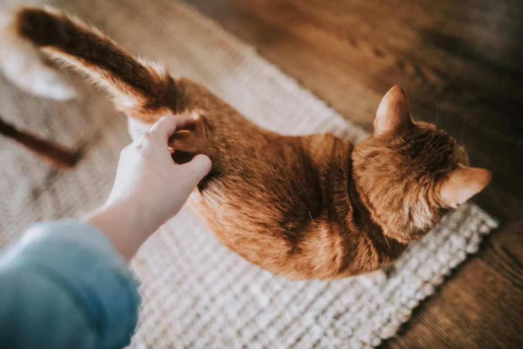 Décoder le langage de la queue chez le chat