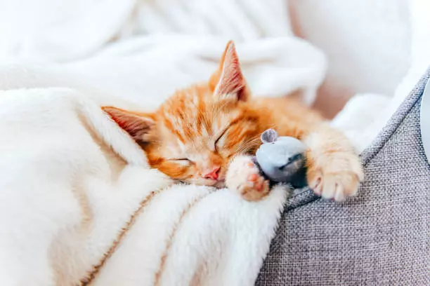 Faut-il couvrir un chat quand il dort