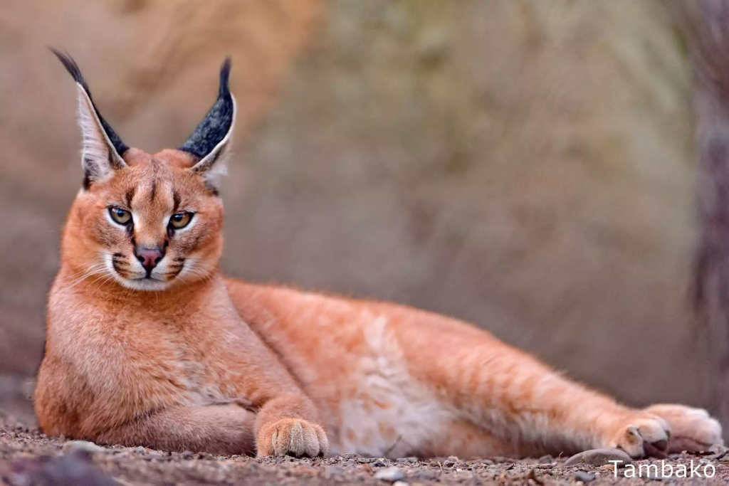 Le-chat-Caracal