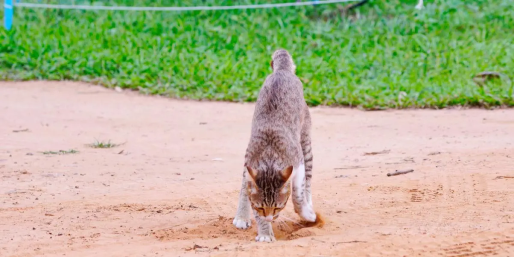 Peut-on-enterrer-son-chat-dans-son-jardin