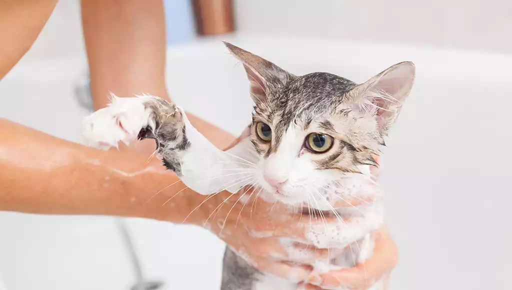 Peut-on laver un chat - risques et alternatives