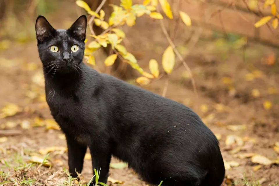 Pourquoi mon Chat me Mordille quand il Ronronne