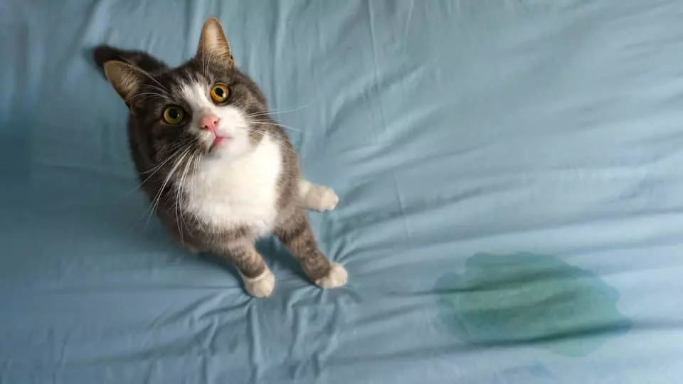 Pourquoi mon chat fait pipi partout ?