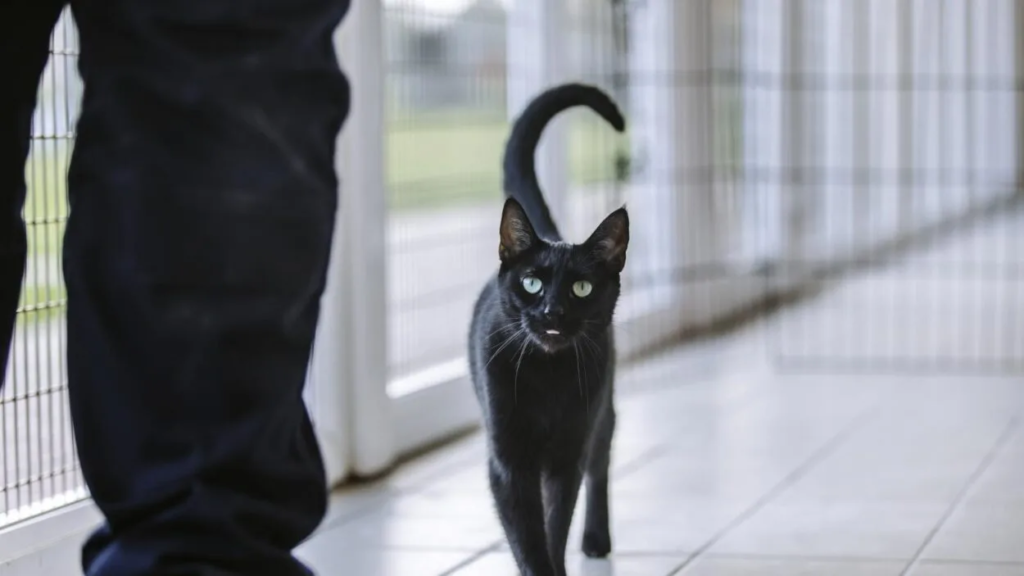 Pourquoi-mon-chat-me-suit
