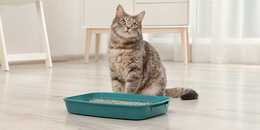Quand-Changer-la-Litière-du-Chat