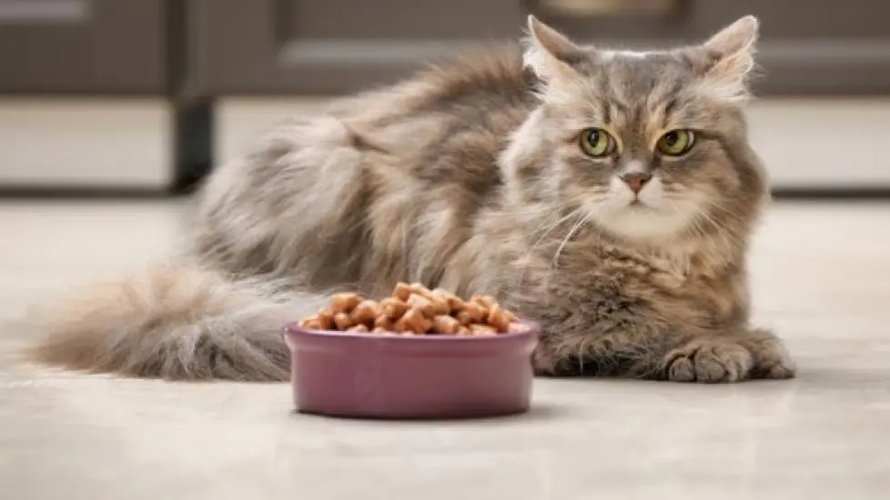 Que donner à manger à un chat