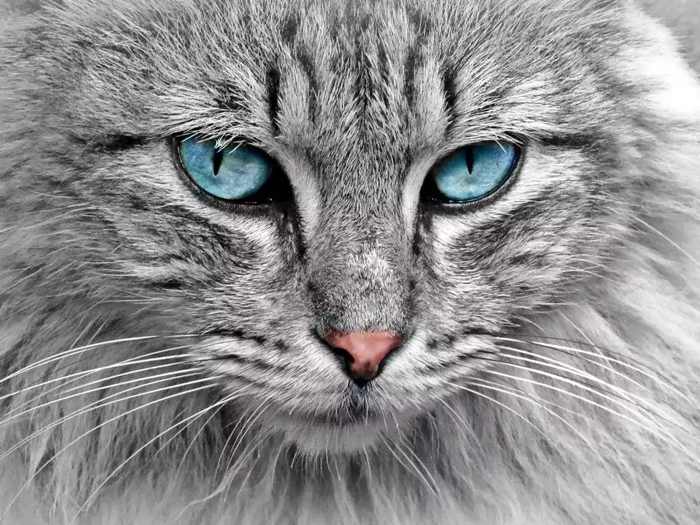 Quel Chat Choisir - Un guide complet pour choisir votre chat