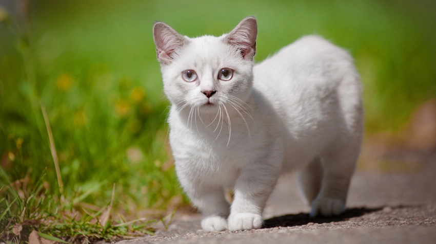 chat-avec-petites-pattes