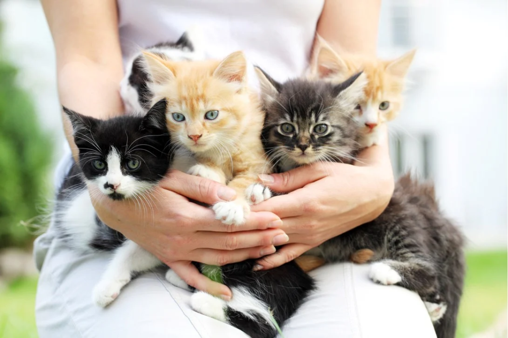chats anti allergie hypoallergenique