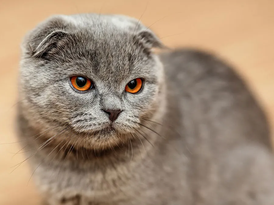 chats avec petites oreilles