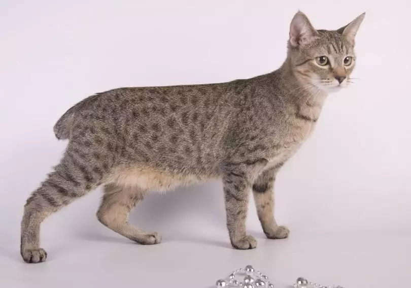chats-sans-queue
