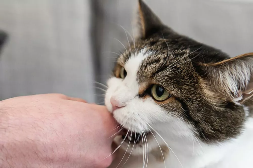 mordillement-chez-le-chat-causes-et-solutions