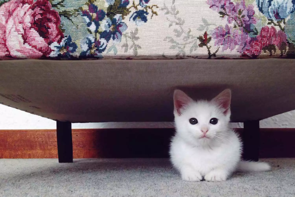 Combien de kilomètres peut faire un chat perdu ?