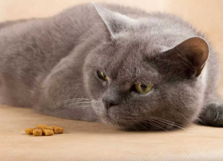 combien de temps un chat peut rester sans manger
