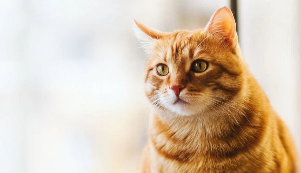 combien de temps vit un chat
