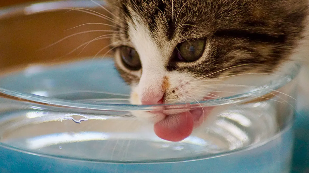comment faire boire un chat