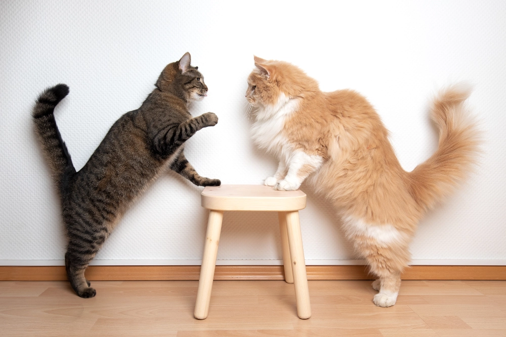 comment faire cohabiter deux chats ?