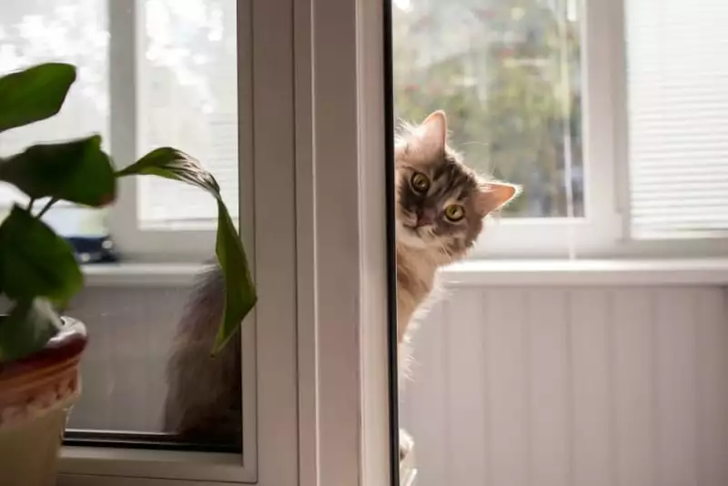 comment-faire-fuir-les-chats